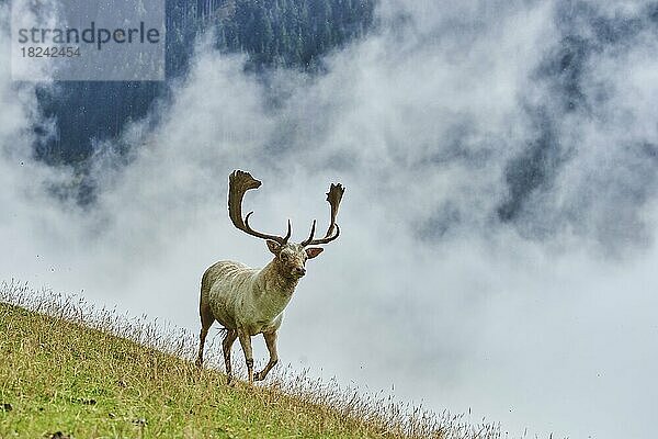 Damhirsch (Dama dama) Männchen  Albino  in den Alpen bei Nebel  Herbst  Wildpark Aurach  Kitzbühel  Österreich  Europa