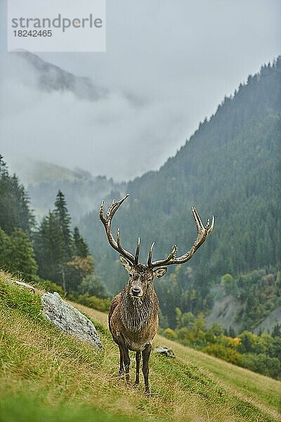 Rothirsch (Cervus elaphus) Männchen in der Brunft  bei Nebel in den Alpen  Herbst  Wildpark Aurach  Kitzbühel  Österreich  Europa