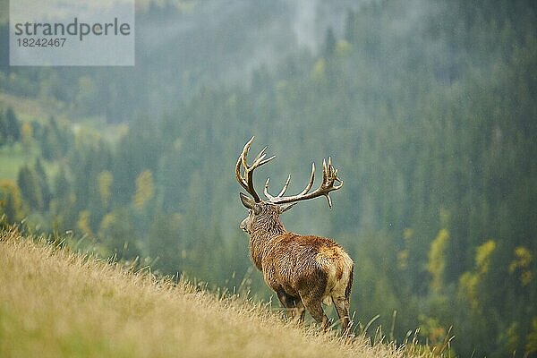 Rothirsch (Cervus elaphus) Männchen bei der Brunft in den Alpen  Herbst  Wildpark Aurach  Kitzbühel  Österreich  Europa