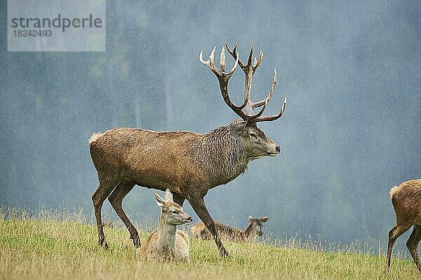 Rothirsch (Cervus elaphus) Männchen bei der Brunft in den Alpen  Herbst  Wildpark Aurach  Kitzbühel  Österreich  Europa