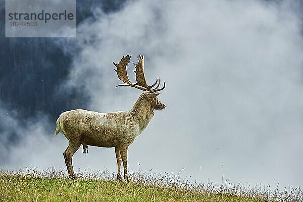 Damhirsch (Dama dama) Männchen  Albino  in den Alpen bei Nebel  Herbst  Wildpark Aurach  Kitzbühel  Österreich  Europa