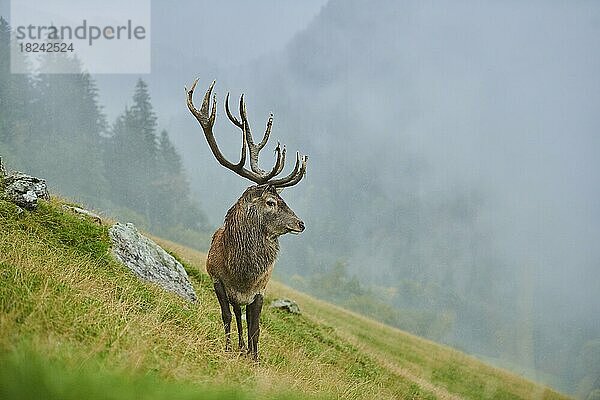 Rothirsch (Cervus elaphus) Männchen in der Brunft  bei Nebel in den Alpen  Herbst  Wildpark Aurach  Kitzbühel  Österreich  Europa