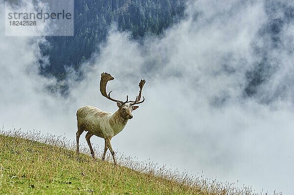 Damhirsch (Dama dama) Männchen  Albino  in den Alpen bei Nebel  Herbst  Wildpark Aurach  Kitzbühel  Österreich  Europa