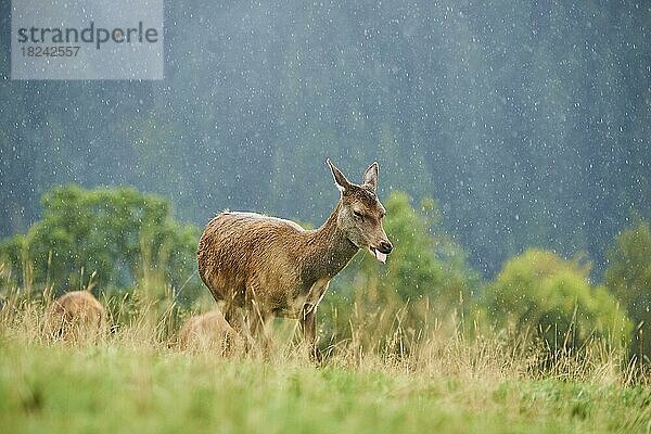 Rothirsch (Cervus elaphus) Hirschkuh bei Regen in den Alpen  Herbst  Wildpark Aurach  Kitzbühel  Österreich  Europa