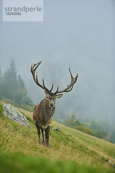 Rothirsch (Cervus elaphus) Männchen in der Brunft  bei Nebel in den Alpen  Herbst  Wildpark Aurach  Kitzbühel  Österreich  Europa