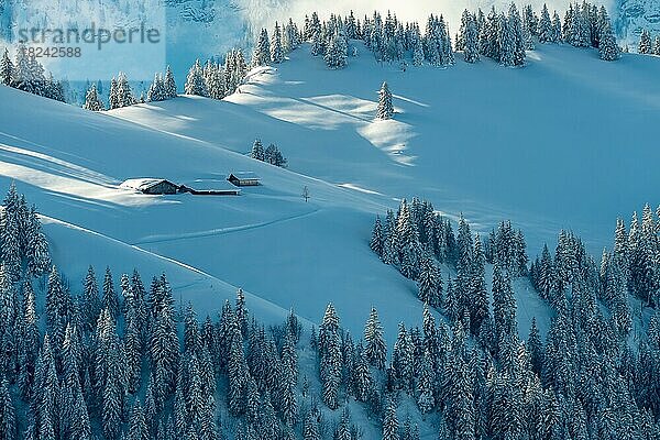 Frisch verschneite Winterlandschaft mit einer Alp und Wald in den Schweizer Bergen  Kanton Bern  Schweiz  Europa