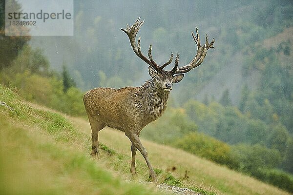 Rothirsch (Cervus elaphus) Männchen bei der Brunft in den Alpen  Herbst  Wildpark Aurach  Kitzbühel  Österreich  Europa