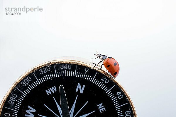 Schönes Foto eines roten Marienkäfers  der auf einem Kompass läuft