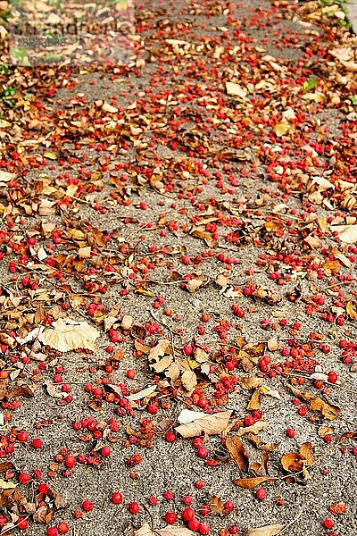 Kleine rote Beeren auf dem Boden