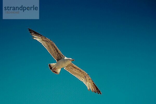 Einzelne Möwe fliegt in einem blauen Himmel als Hintergrund