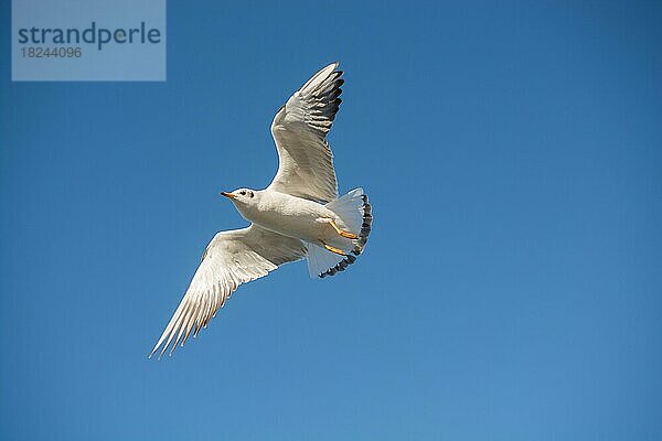 Einzelne Möwe fliegt in einem blauen Himmel als Hintergrund