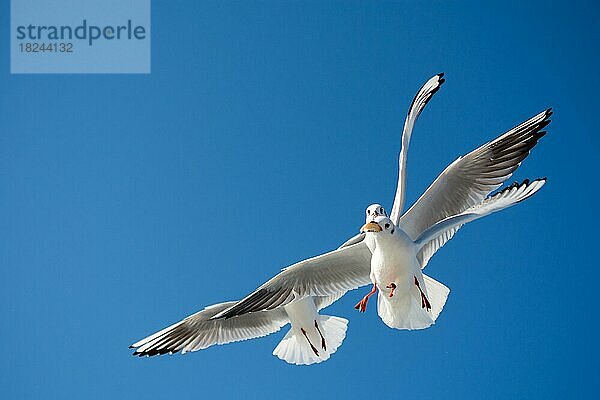 Möwen fliegen in den Himmel Hintergrund