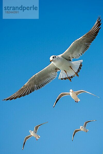 Möwe fliegt in einem blauen Himmel als Hintergrund