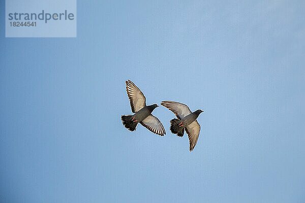 Zwillings-Tauben in der Luft mit weit geöffneten Flügeln