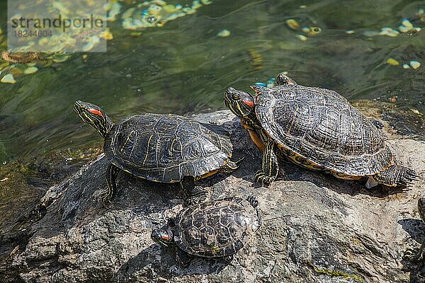 Einsame Schildkröten am See gefunden