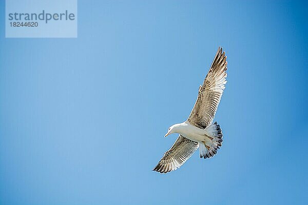 Einzelne Möwe fliegt mit dem Meer als Hintergrund