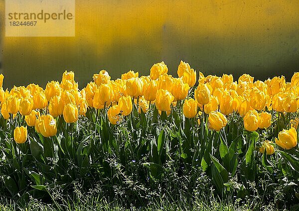 Bunte Tulpenblüten blühen im Frühlingsgarten