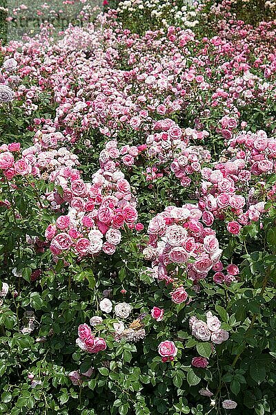 Blühende schöne bunte Rosen als floralen Hintergrund