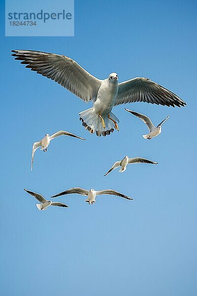 Möwen fliegen am Himmel als Hintergrund