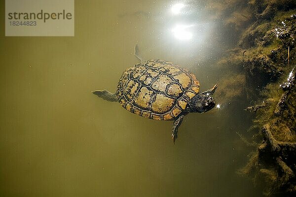 Einsame Schildkröte schwimmt im schlammigen Wasser eines Sees