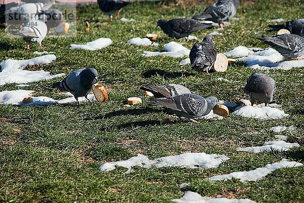 Graue Tauben leben in großen Gruppen in einer städtischen Umgebung