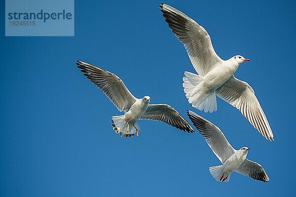 Paar Möwen fliegen in einem blauen Himmel Hintergrund