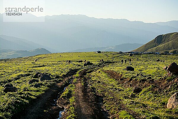 Hochlandrinder grasen im Moor in der Abendsonne