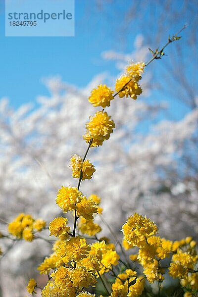 Farbenfroh blühende wilde Frühlingsblumen