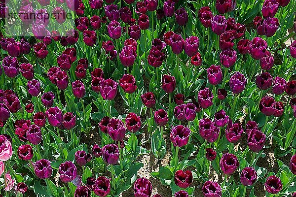 Blühende bunte Tulpe Blumen im Garten als floralen Hintergrund