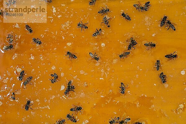 Frischer natürlicher gelber Honig in flüssiger Form