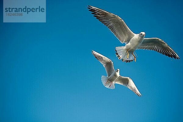 Einzelne Möwe fliegt in einem blauen Himmel Hintergrund