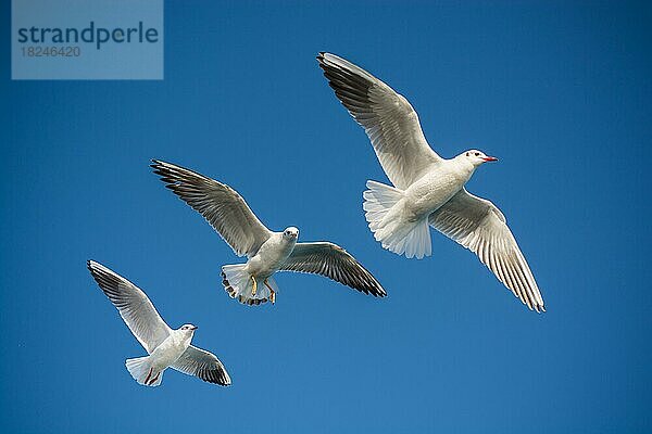 Paar Möwen fliegen in einem blauen Himmel Hintergrund