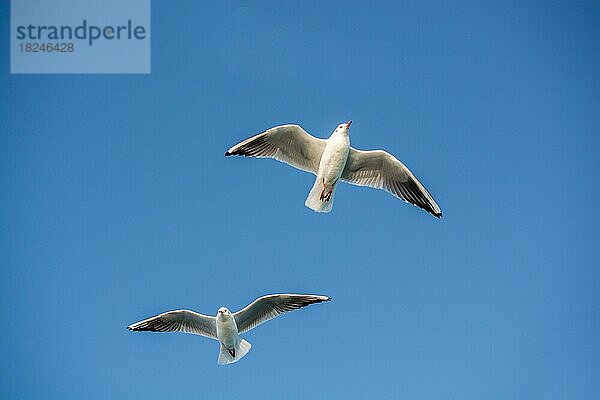 Paar Möwen fliegen in den Himmel Hintergrund