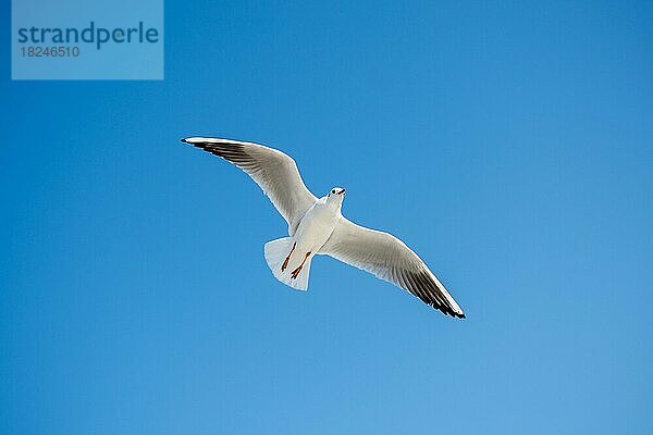 Einzelne Möwe fliegt in einem blauen Himmel Hintergrund