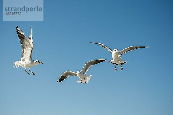 Möwe fliegt in einem blauen Himmel als Hintergrund