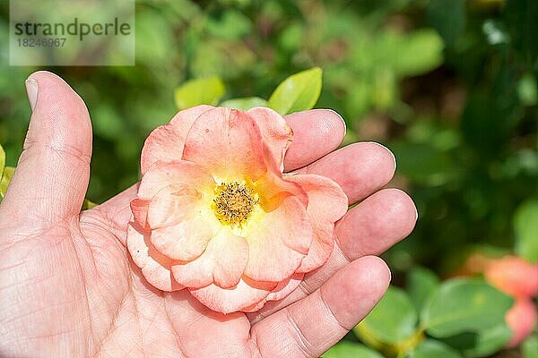 Hand hält eine bunte Rosenblüte