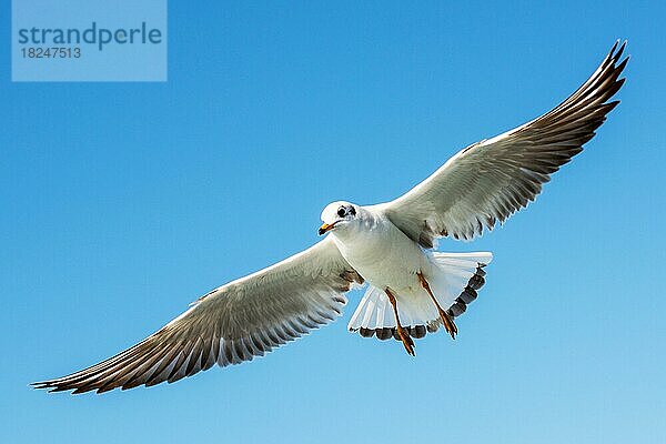 Einzelne Möwe fliegt in einem Himmel als Hintergrund