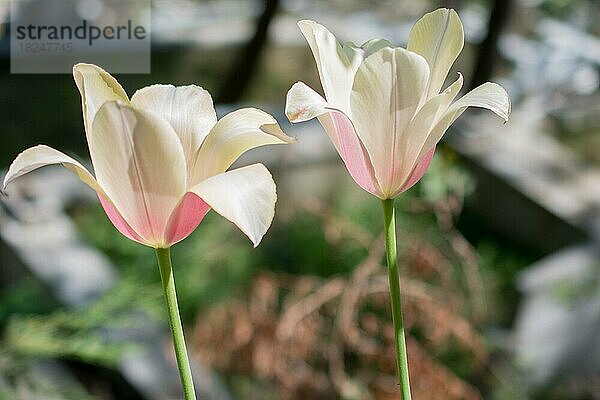 Weiße Farbe Tulpen blühen im Frühling im Garten