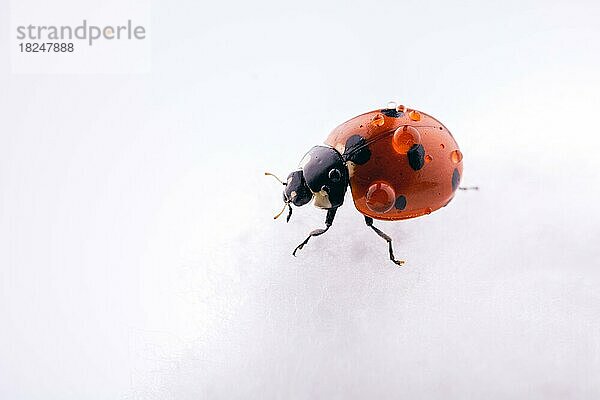 Schönes Foto eines roten Marienkäfers  der auf einer Baumwolle läuft