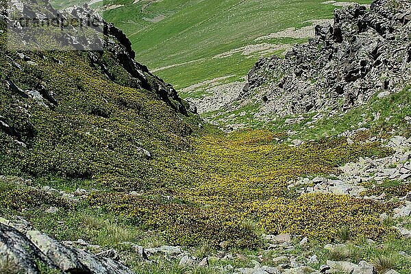 Grüne Weide in den Bergen im Sommer als Naturhintergrund
