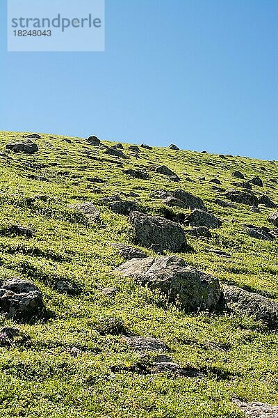 Grüne Weide in den Bergen im Sommer als Naturhintergrund