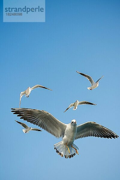 Möwen fliegen am Himmel als Hintergrund