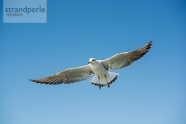 Einzelne Möwe fliegt in einem Himmel als Hintergrund