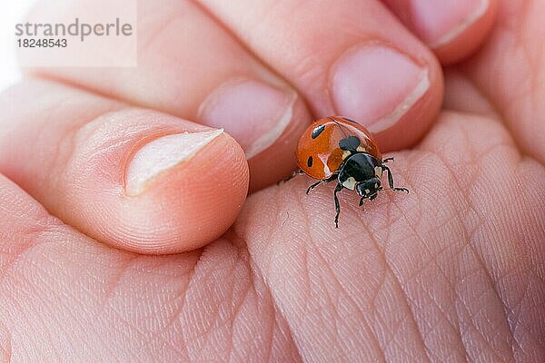 Schönes Foto eines roten Marienkäfers  der auf einer Kinderhand läuft