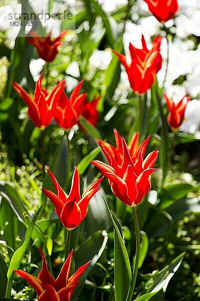 Rote Farbe Tulpen blühen im Frühling im Garten