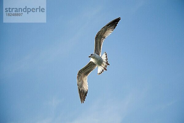 Möwe fliegt im blauen Himmel über dem Meer Wasser