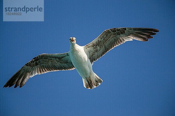 Einzelne Möwe fliegt in einem blauen Himmel als Hintergrund