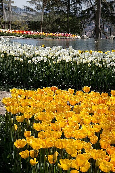 Gelbe Farbe Tulpen blühen im Frühling im Garten