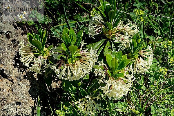 Blühende  farbenprächtige Wildblumen im Hochland von Artvin