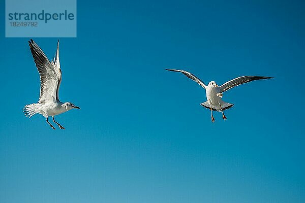 Möwe fliegt in einem blauen Himmel als Hintergrund